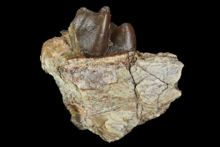 Oligocene Horse (Mesohippus) Jaw Section - South Dakota #128158
